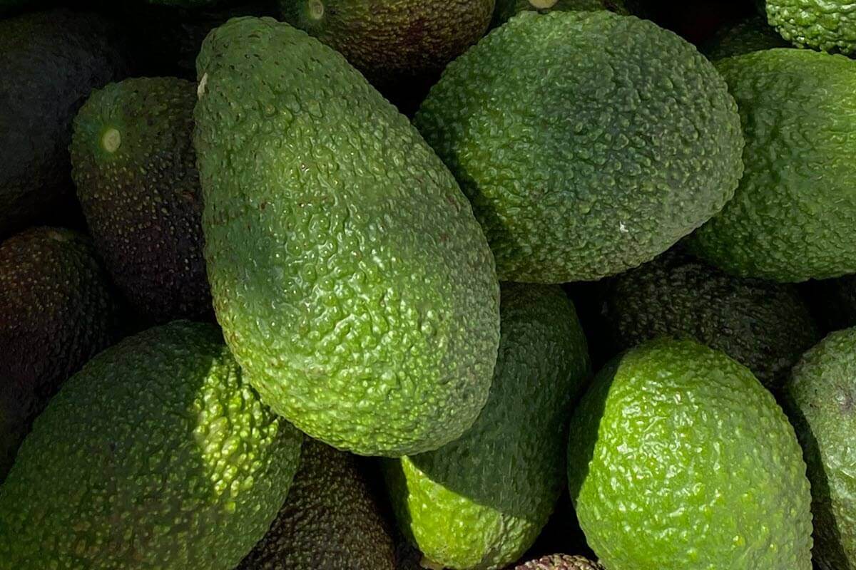 Australia Hass Avocado
